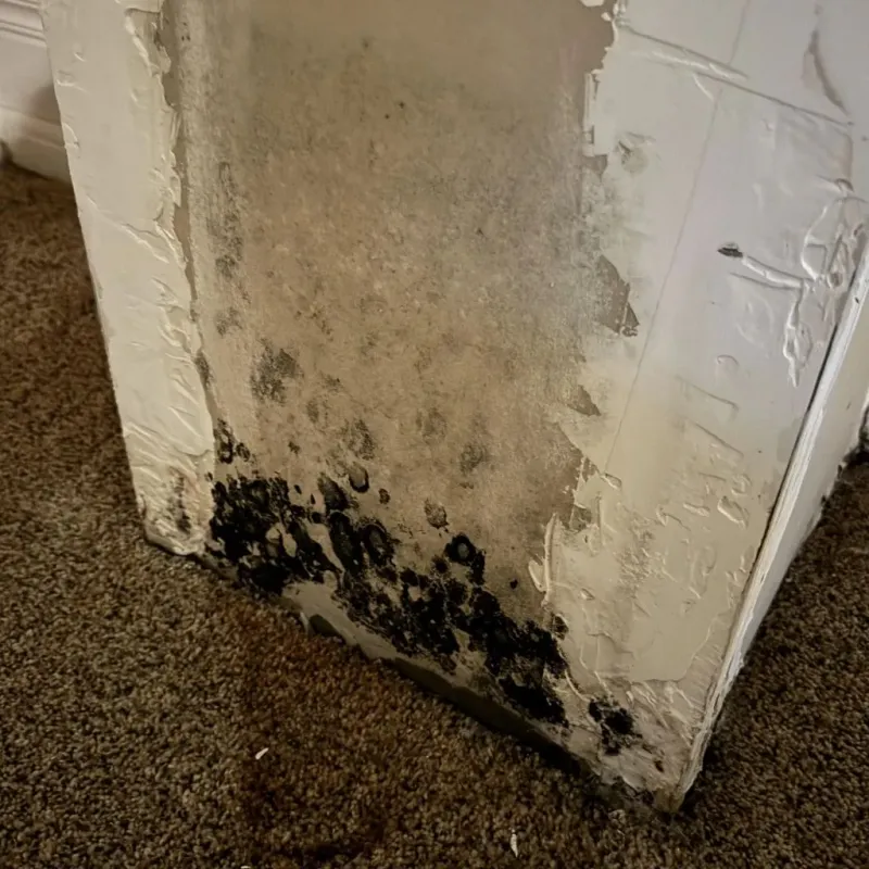 Professional Mold Removal in Santa Rosa, NM